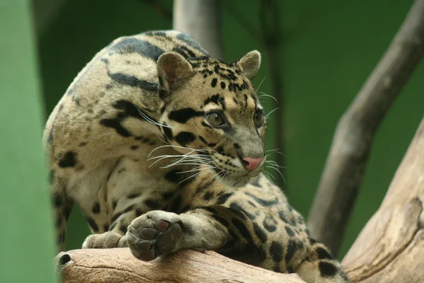 Trübter Leopard — Stockfoto