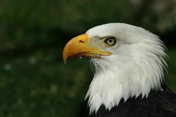 Hlava orla bělohlavého Stock Snímky