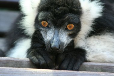 Black And White Ruffed Lemur clipart