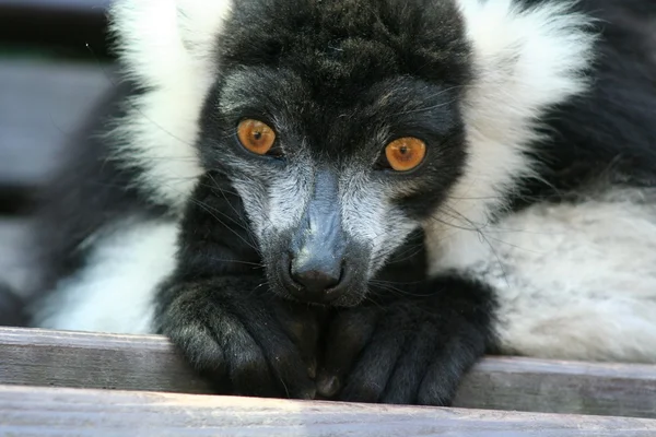 Černý a bílý načechraný lemur Royalty Free Stock Fotografie