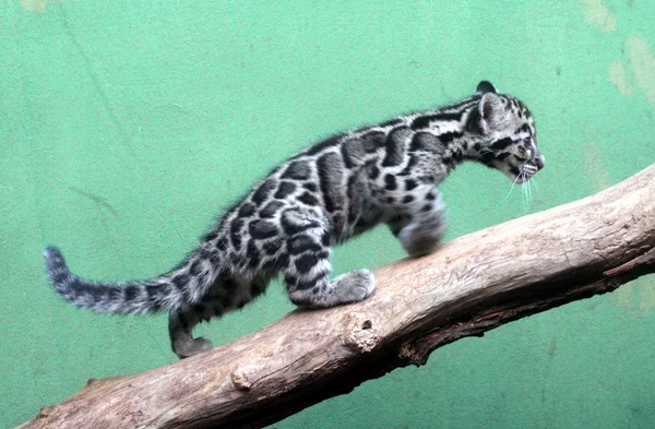 Gattino di leopardo nuvoloso Immagini Stock Royalty Free