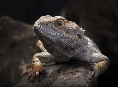 Sakallı agama portresi, leucistic ejderha sakallı.