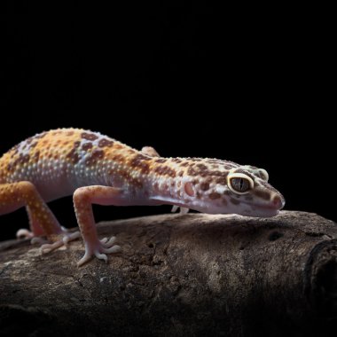 leopar gecko bir brunch (Eublepharis macularius) pe olarak oturan