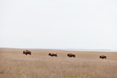 bizonlar bozkır prairies yılında