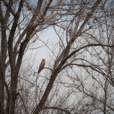 çöl, gece avcısı üzerinde baykuş