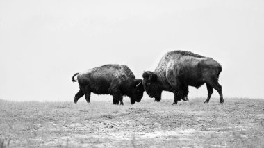 Kavga iki vahşi buffalos bison mücadele