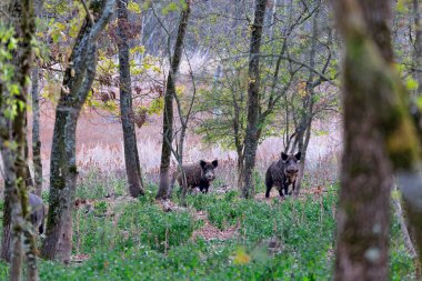 Boars in the forest clipart