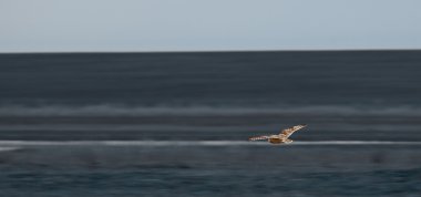 uçuşta, çöl üzerinde baykuş