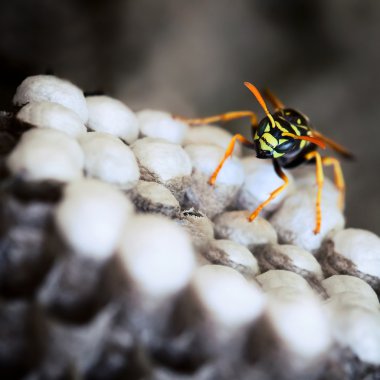 eşekarısı yuvası üzerinde