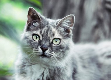 güzel Gri kedi