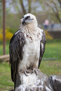 Kartal aquila clanga portresi