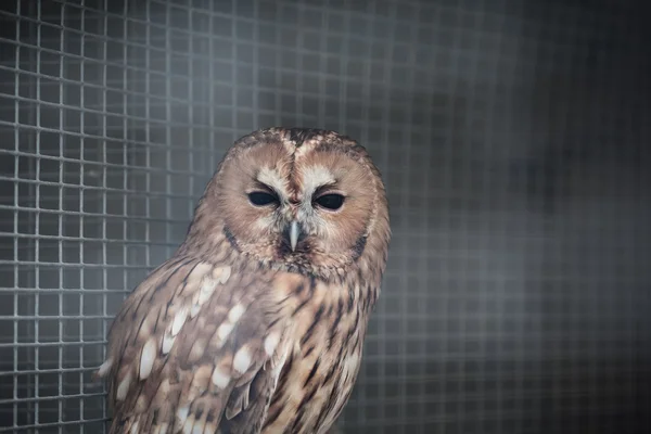 Owl in a cage at the zoo — Stock Photo, Image