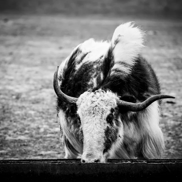 Yak en un lugar de riego — Foto de Stock