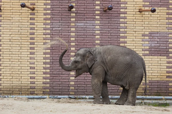 Elefante en el zoológico — Foto de Stock