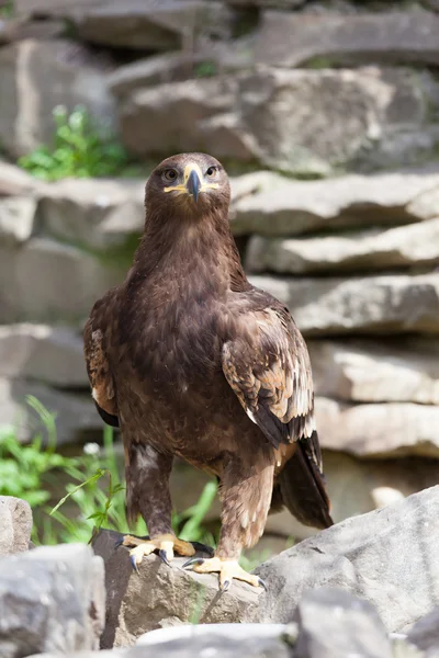 Portrait d'un aigle, Aquila clanga — Photo