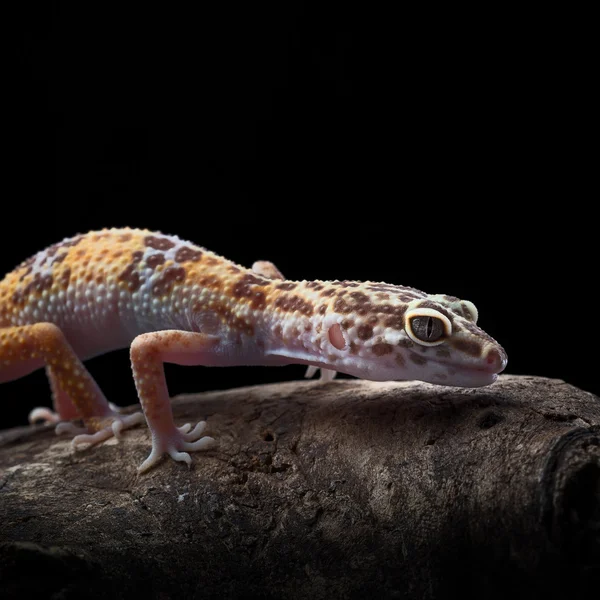 Leopard gecko sitting on a brunch (Eublepharis macularius) as pe — Stock Photo, Image