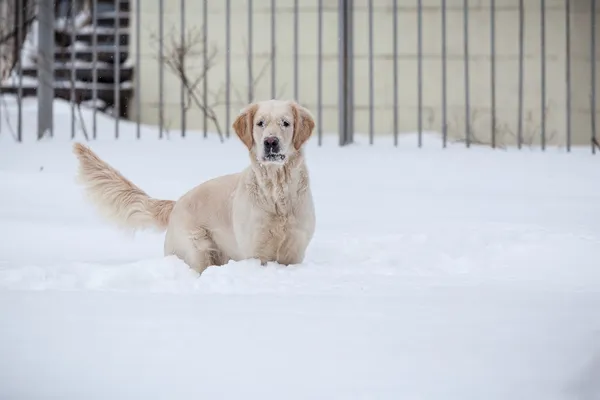 Retriever, feliz invierno —  Fotos de Stock