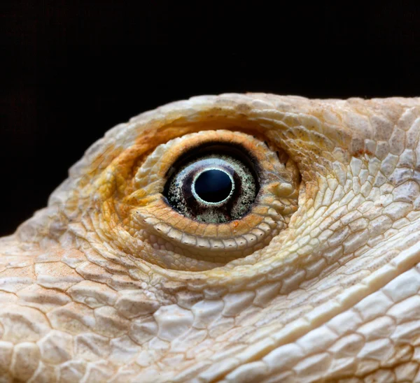 龙的眼睛，leucistic 胡子龙-pogona vitticeps — 图库照片