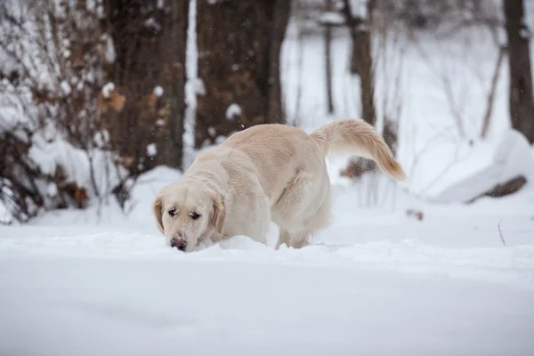 Retriever, feliz invierno —  Fotos de Stock