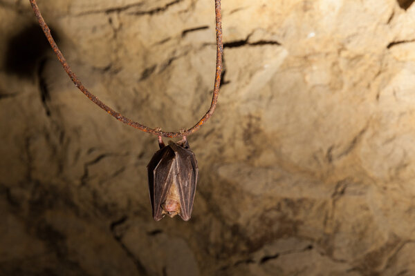 Cave bat sleeping