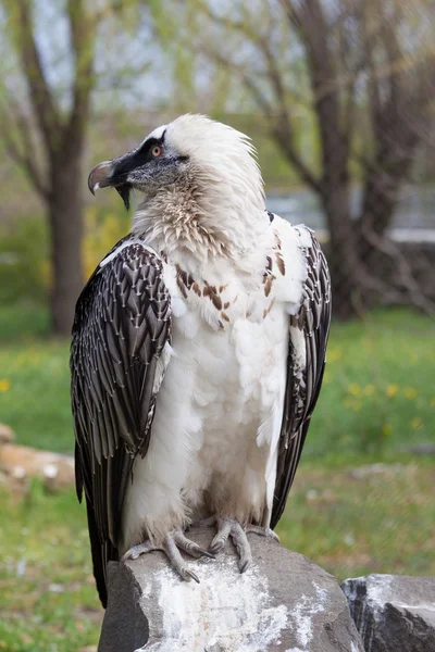 Retrato de uma águia, Aquila clanga — Fotografia de Stock