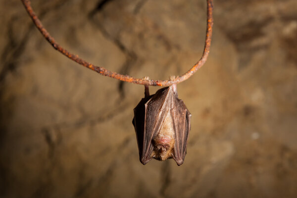 Пещерная летучая мышь
