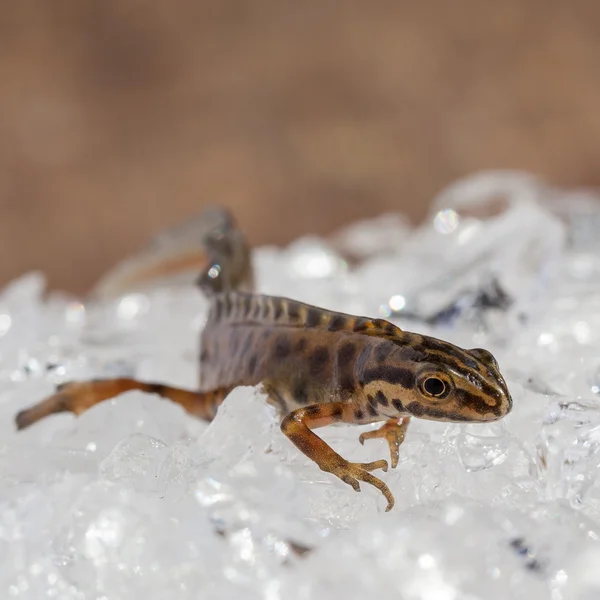 Triton on ice — Stock Photo, Image