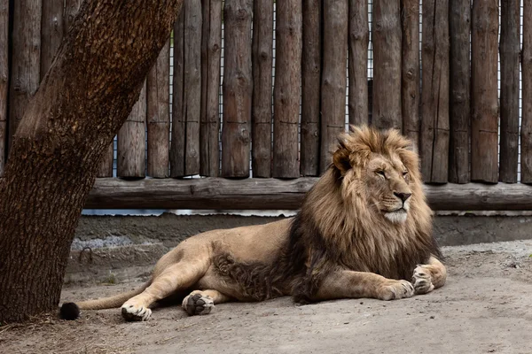 Lion at the zoo — Stock Photo, Image