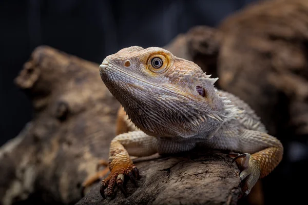 Leucistic Bearded dragon - Pogona vitticeps. Portrait of a beard — Stock Photo, Image