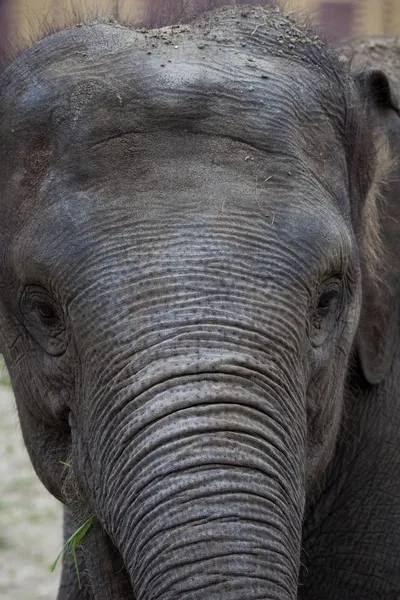 Elephant at the zoo — Stock Photo, Image