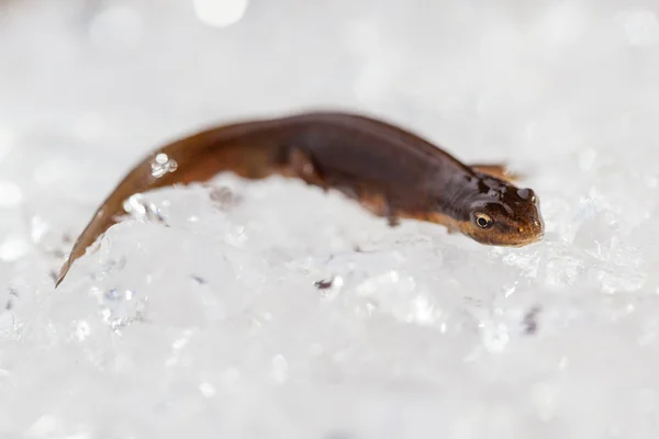 Triton on ice — Stock Photo, Image