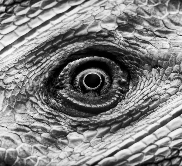 Dragon oog, Leucisme bebaarde draak - Baardagame vitticeps — Stockfoto
