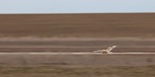 Κουκουβάγια κατά την πτήση, πάνω από την έρημο — Φωτογραφία Αρχείου