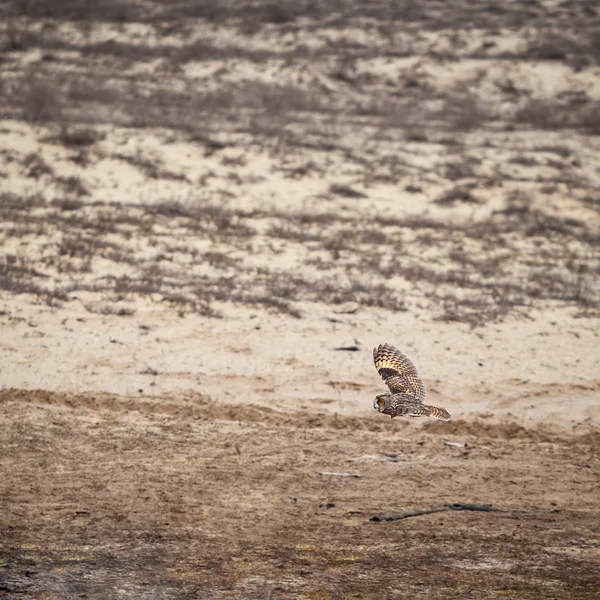 猫头鹰在沙漠上空飞行， — 图库照片