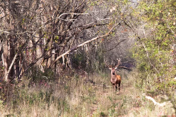 Jelen jelen v lese — Stock fotografie