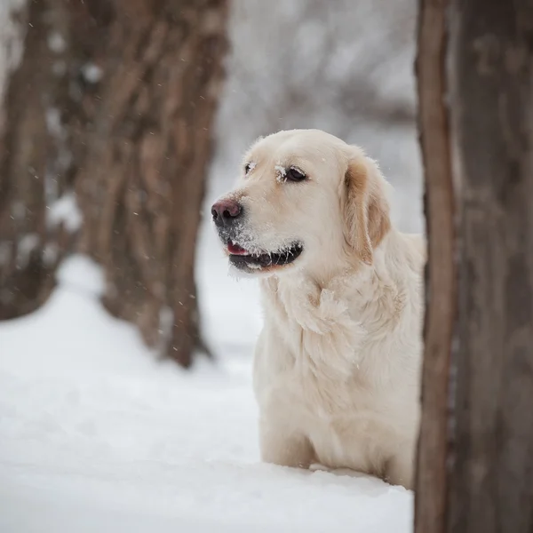 Retriever, feliz invierno —  Fotos de Stock