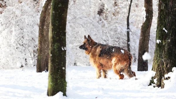 Perro en un paseo de invierno —  Fotos de Stock