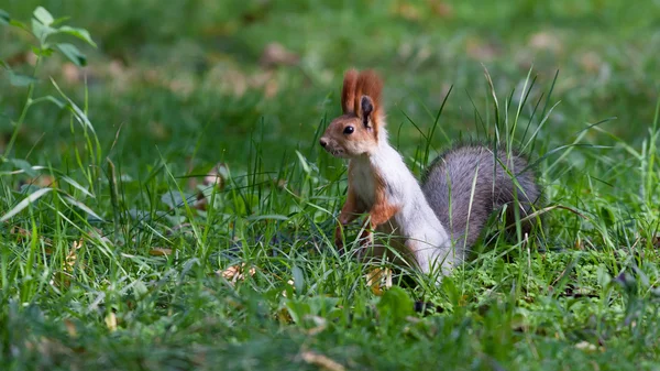 Um pequeno esquilo num parque — Fotografia de Stock