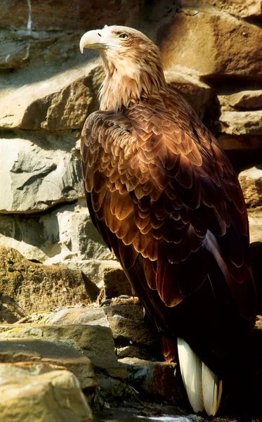 Portrait of an eagle — Stock Photo, Image