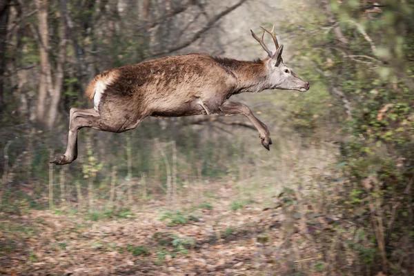 Hirsch im Wald — Stockfoto