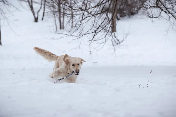 Retriever, glad vinter — Stockfoto