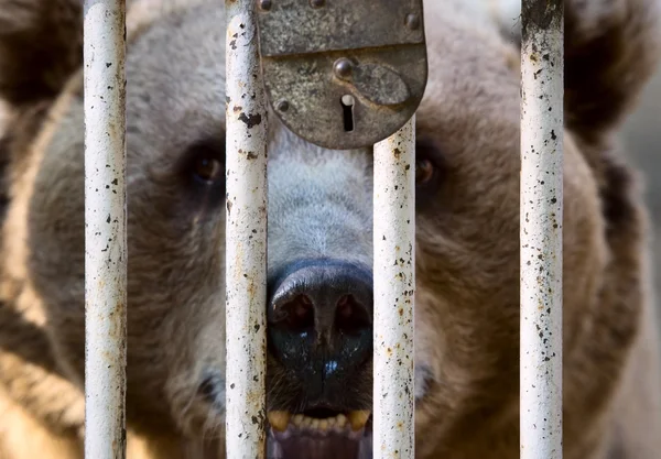 Bär hinter Gittern — Stockfoto