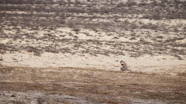 Coruja em voo, sobre o deserto — Fotografia de Stock