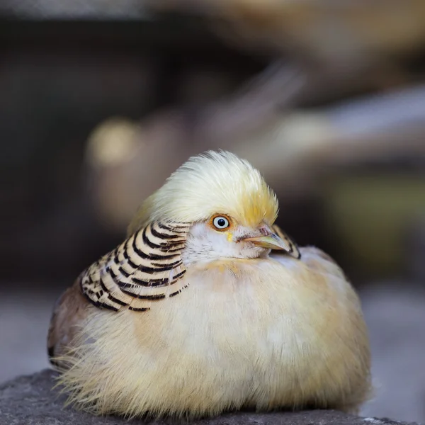 Golden pheasant, chrysolophus pictus — Stok fotoğraf