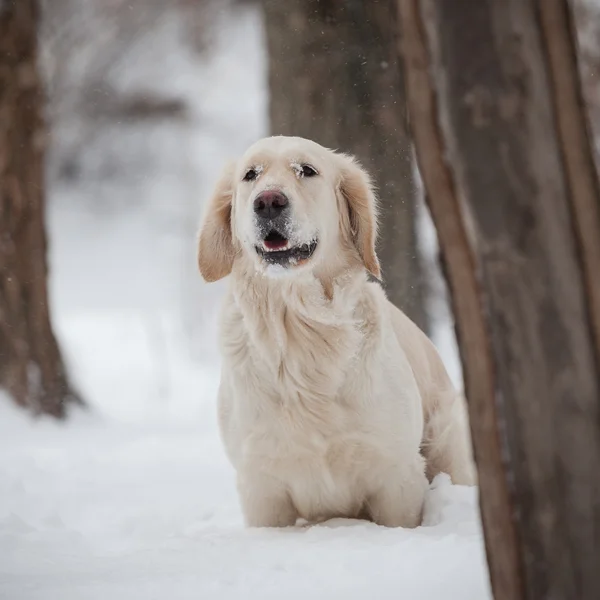 Av köpeği, mutlu kış — Stok fotoğraf