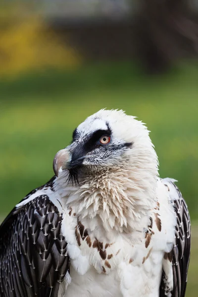 Porträt eines Adlers, aquila clanga — Stockfoto