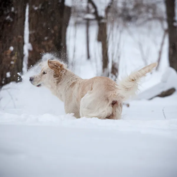 Retriever, glad vinter — Stockfoto