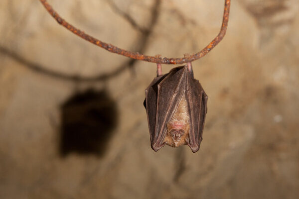 Cave bat sleeping