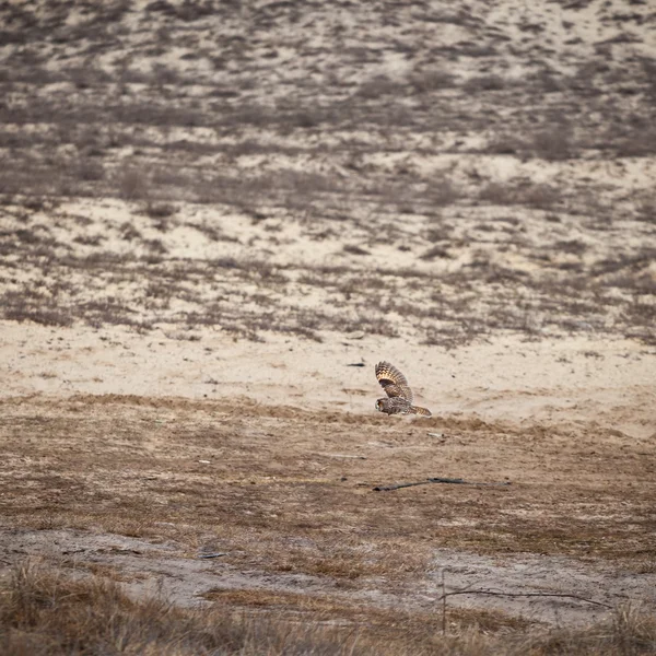 Uçuşta, çöl üzerinde baykuş — Stok fotoğraf