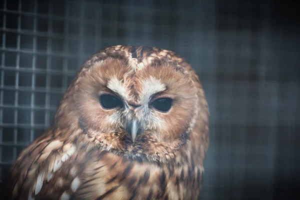 Owl in a cage at the zoo — Stock Photo, Image